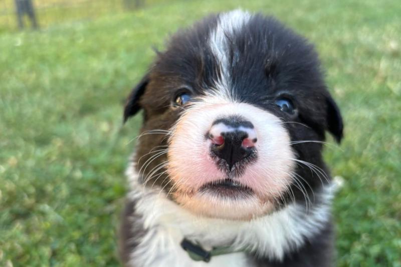 Puppy jóga