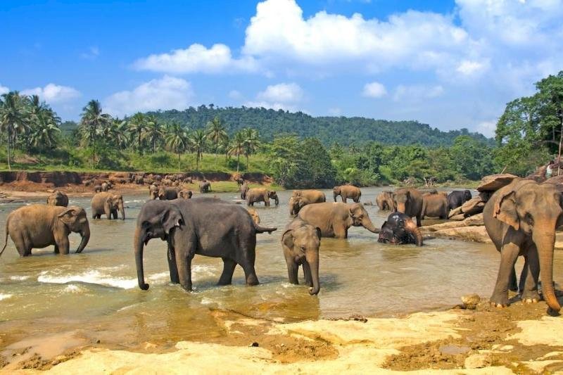 Jógový pobyt na Srí Lance 04.11. - 15.11.2026